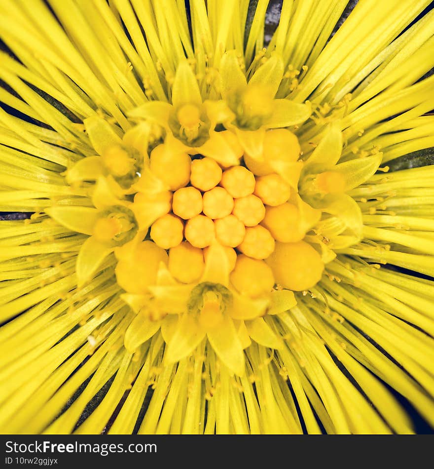 Bright yellow flower  sun-like  with pestle and stamens  macro picture.