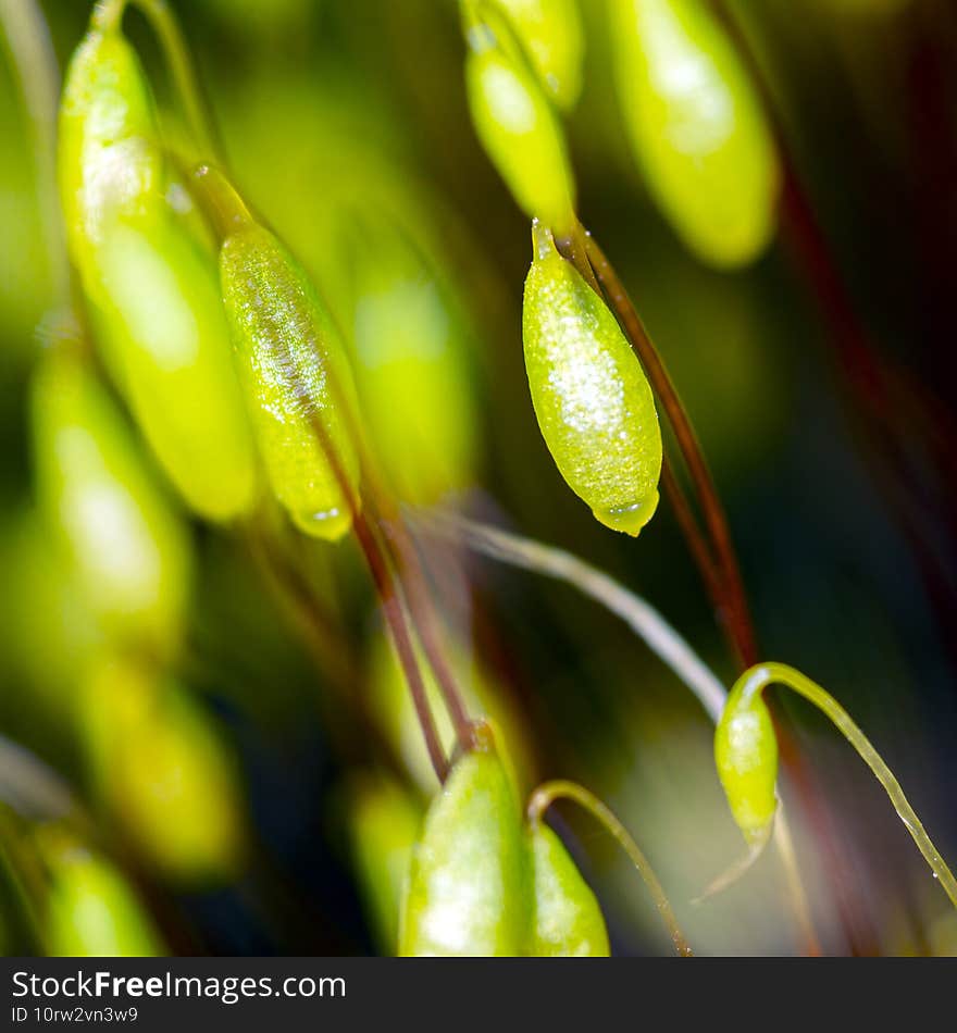 Moss bloom  macro image  bright green moss.