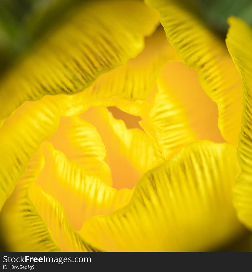 blooming bud of Adonis vernalis (pheasant s eye  spring pheasant s eye  yellow pheasant s eye)