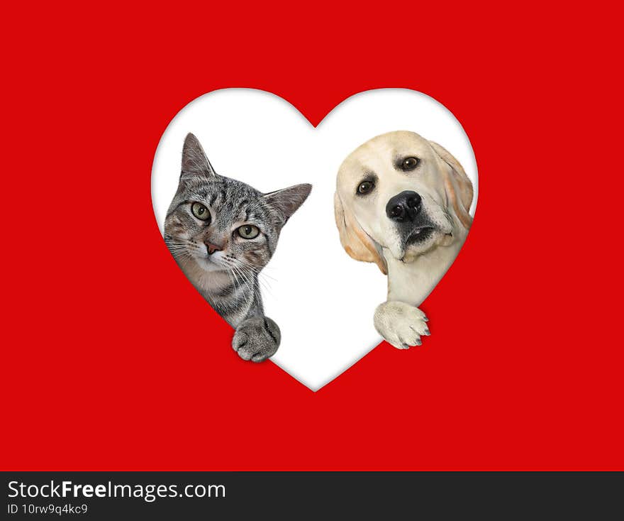 A cat and a dog are looking out through a heart shaped hole in red paper. A cat and a dog are looking out through a heart shaped hole in red paper