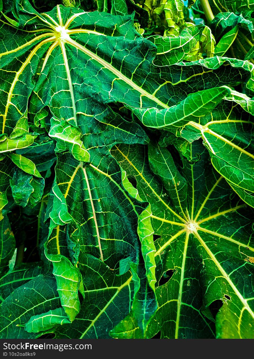 Carica papaya also simply known as papaya or pawpaw