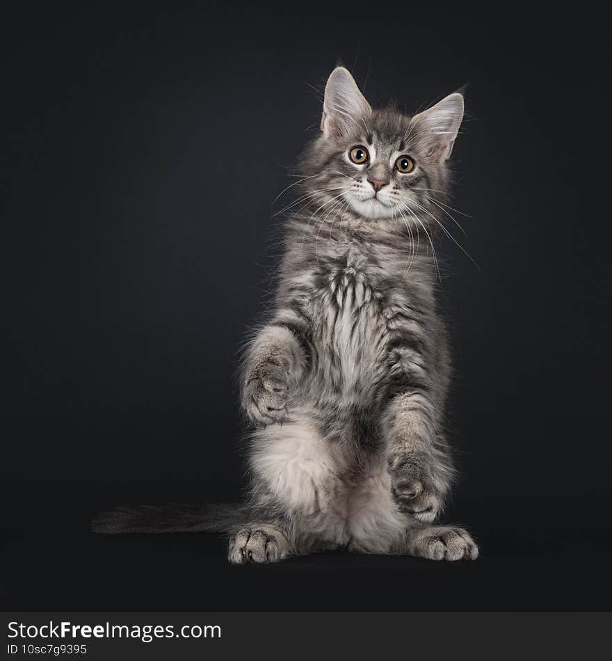 Handsome blue tabby blotched Maine Coon cat kitten, standing facing front on hind paws like meerkat. Looking straight at camera. Isolated on black background. Handsome blue tabby blotched Maine Coon cat kitten, standing facing front on hind paws like meerkat. Looking straight at camera. Isolated on black background