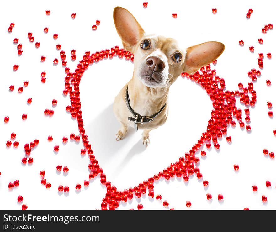 Chihuahua dog on valentines love heart shape with I love you sign as background isolated on white. Chihuahua dog on valentines love heart shape with I love you sign as background isolated on white