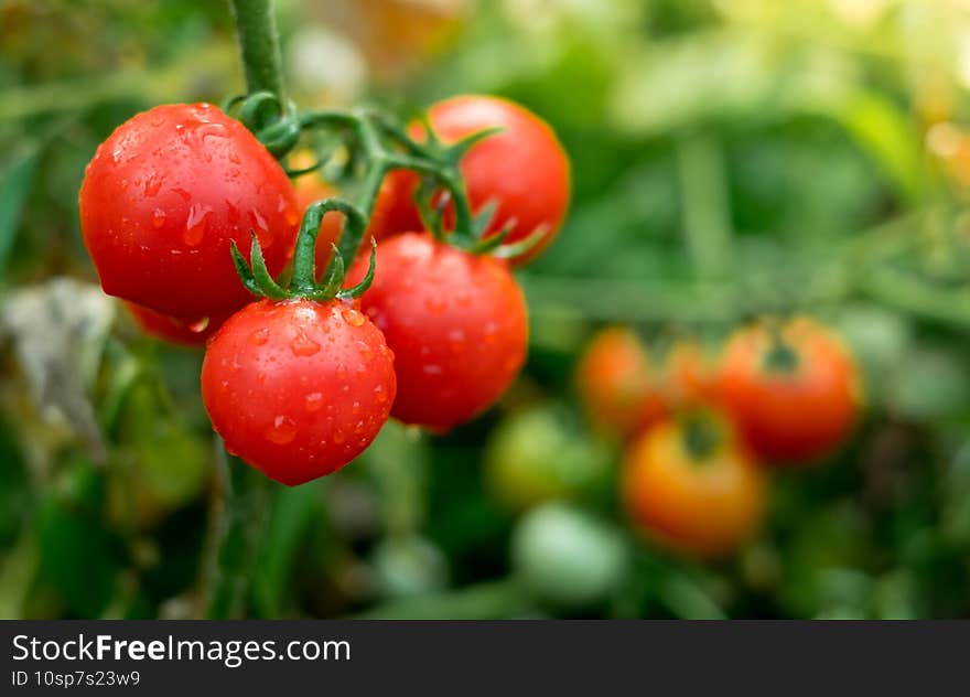 Ripe red tomatoes are on the green foliage background