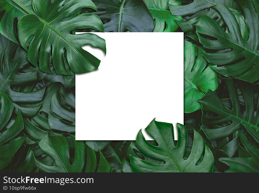 Creative layout made green leaves with white paper card note. Flat lay. Promotion information for marketing announcements and details Nature concept