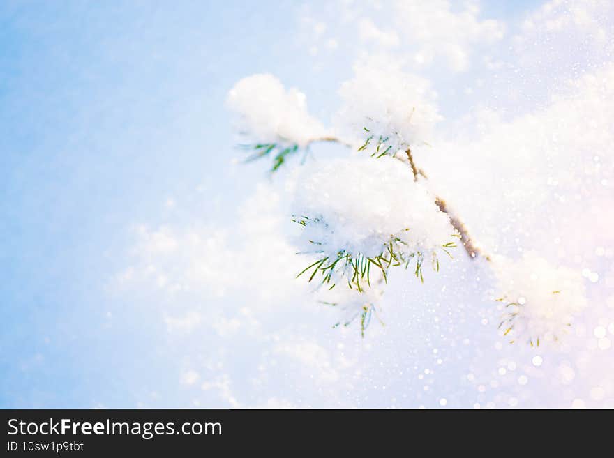 Frozen winter forest with snow covered trees. outdoor