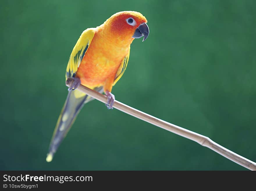 Beautiful bird, Sun conure parakeet Aratinga solstitialis on green background.