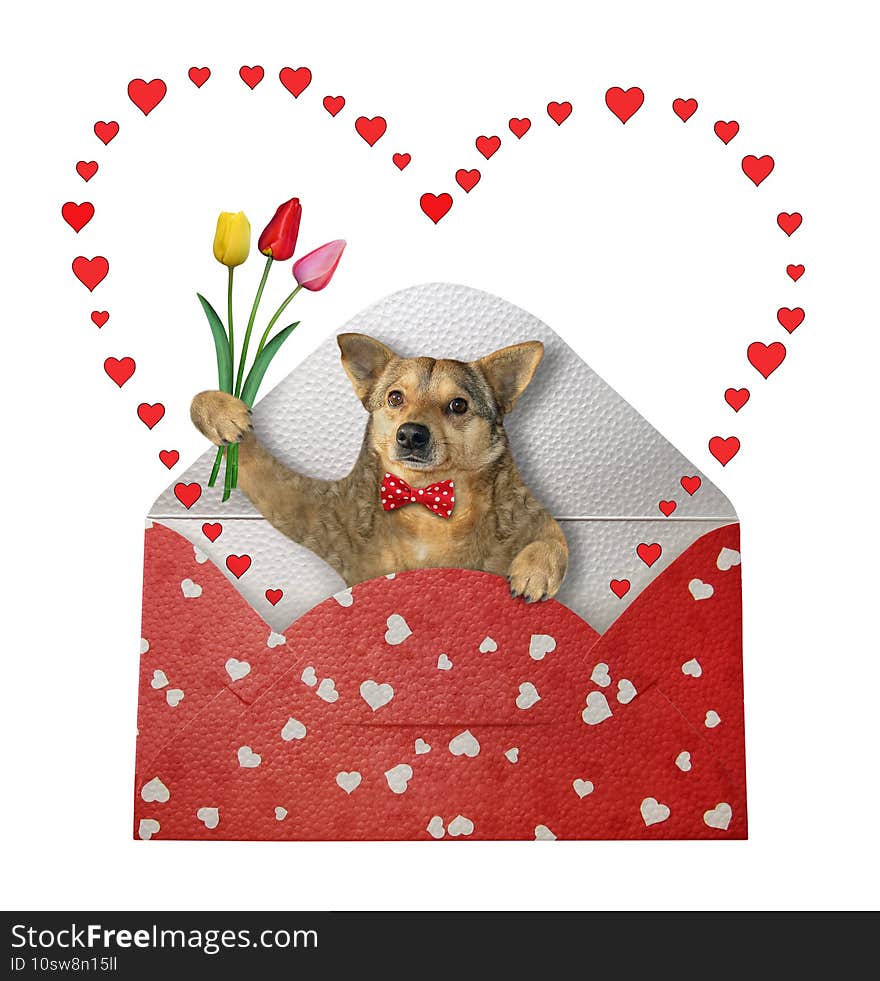 A beige dog with color tulips is in a holiday gift envelope. White background. Isolated. A beige dog with color tulips is in a holiday gift envelope. White background. Isolated