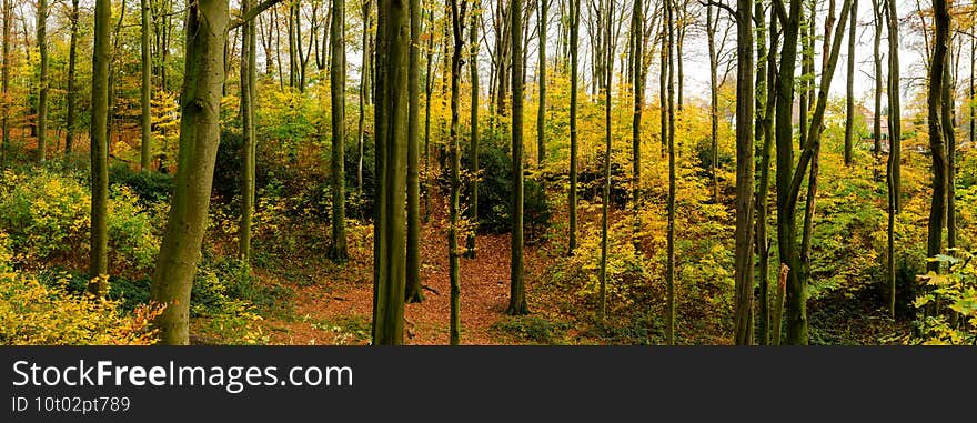 Panorama of autumn colors in the woodlands