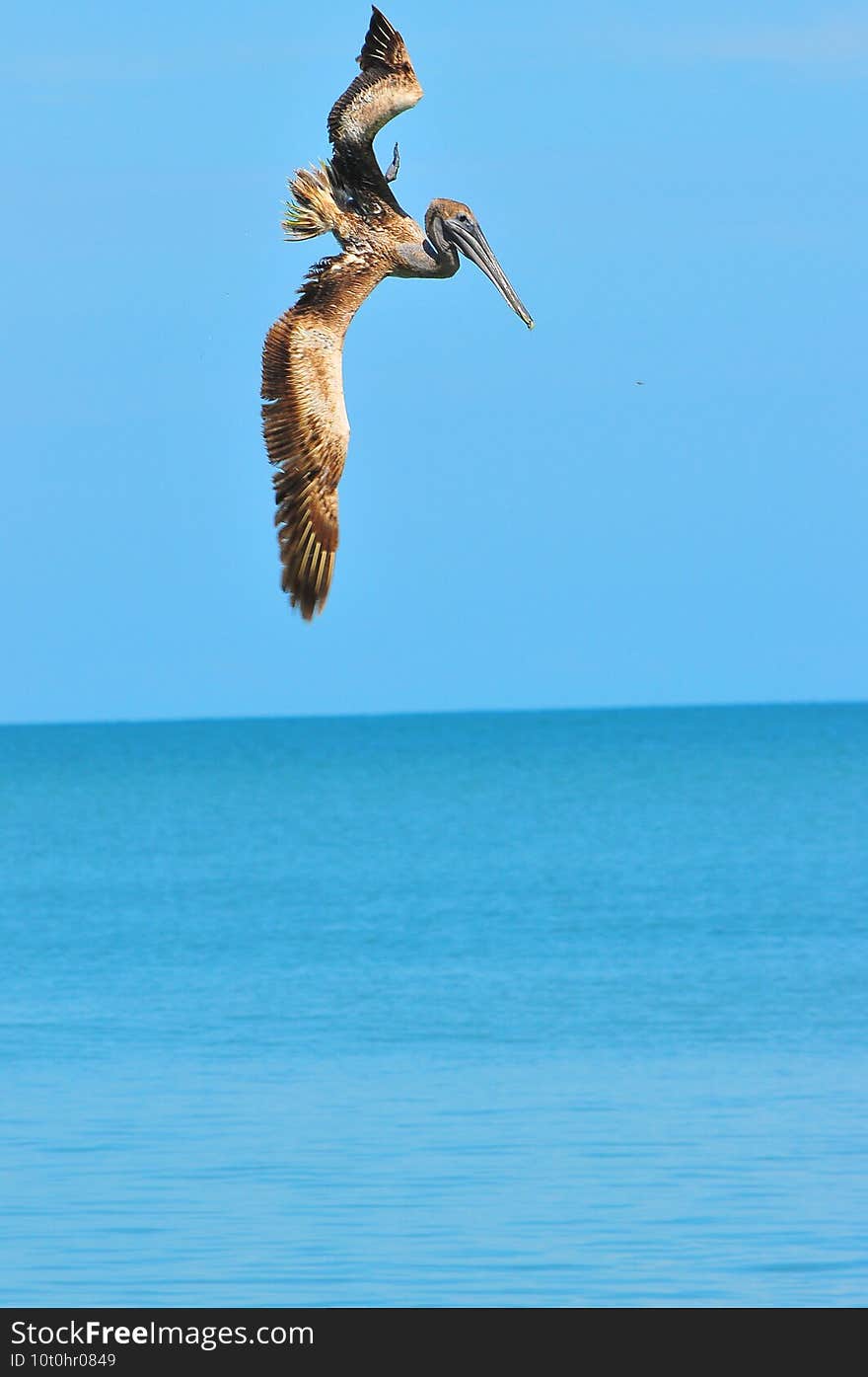 Front view, far distance of a brown pelican diving into a tropical waters to catch fish for next meal on gulf of Mexico, on a sunny afternoon. Front view, far distance of a brown pelican diving into a tropical waters to catch fish for next meal on gulf of Mexico, on a sunny afternoon