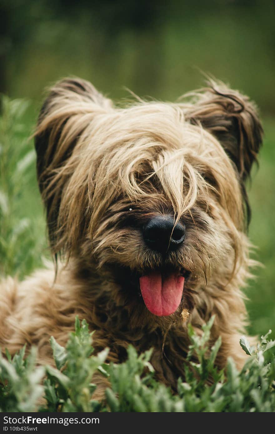 Portrait of a large dog stuck out its tongue. Portrait of a large dog stuck out its tongue