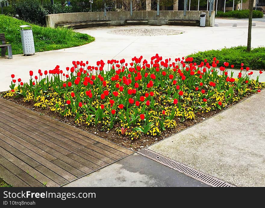 Flower Bed With Red Tulips And Yellow Flowers In Tivoli Park  In The Center Of Ljubljana  Slovenia.