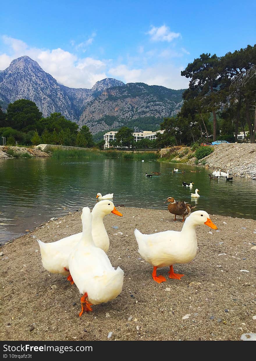 geese on a walk on the shore of the lake.