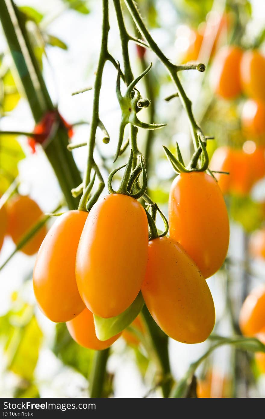 Branch of fresh cherry tomatoes hanging on a vine in the organic farm.