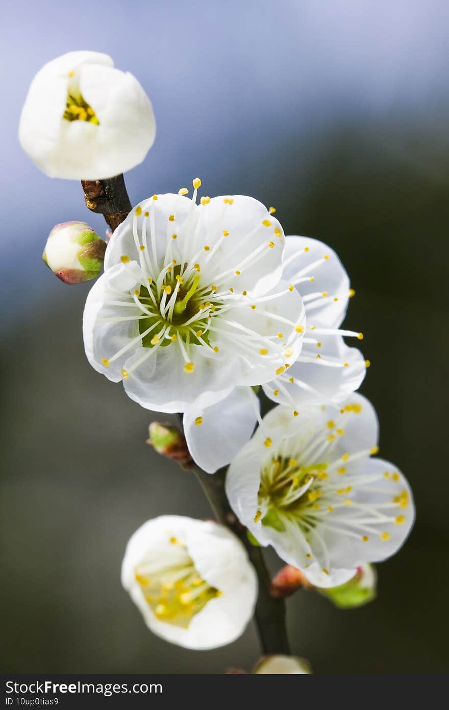 Close-up white Plum blossoms blooming in the garden.