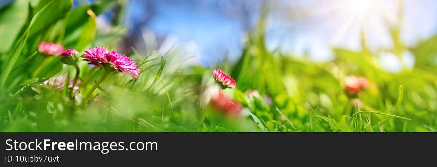 Meadow with lots of pink spring daisy flowers