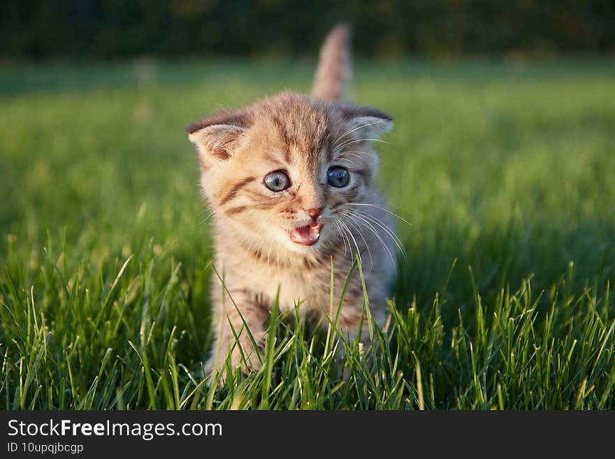 red-haired little kitten sits  runs and plays in the green grass  looks at the camera and scratches