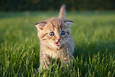 Red-haired Little Kitten Sits  Runs And Plays In The Green Grass  Looks At The Camera And Scratches Stock Images