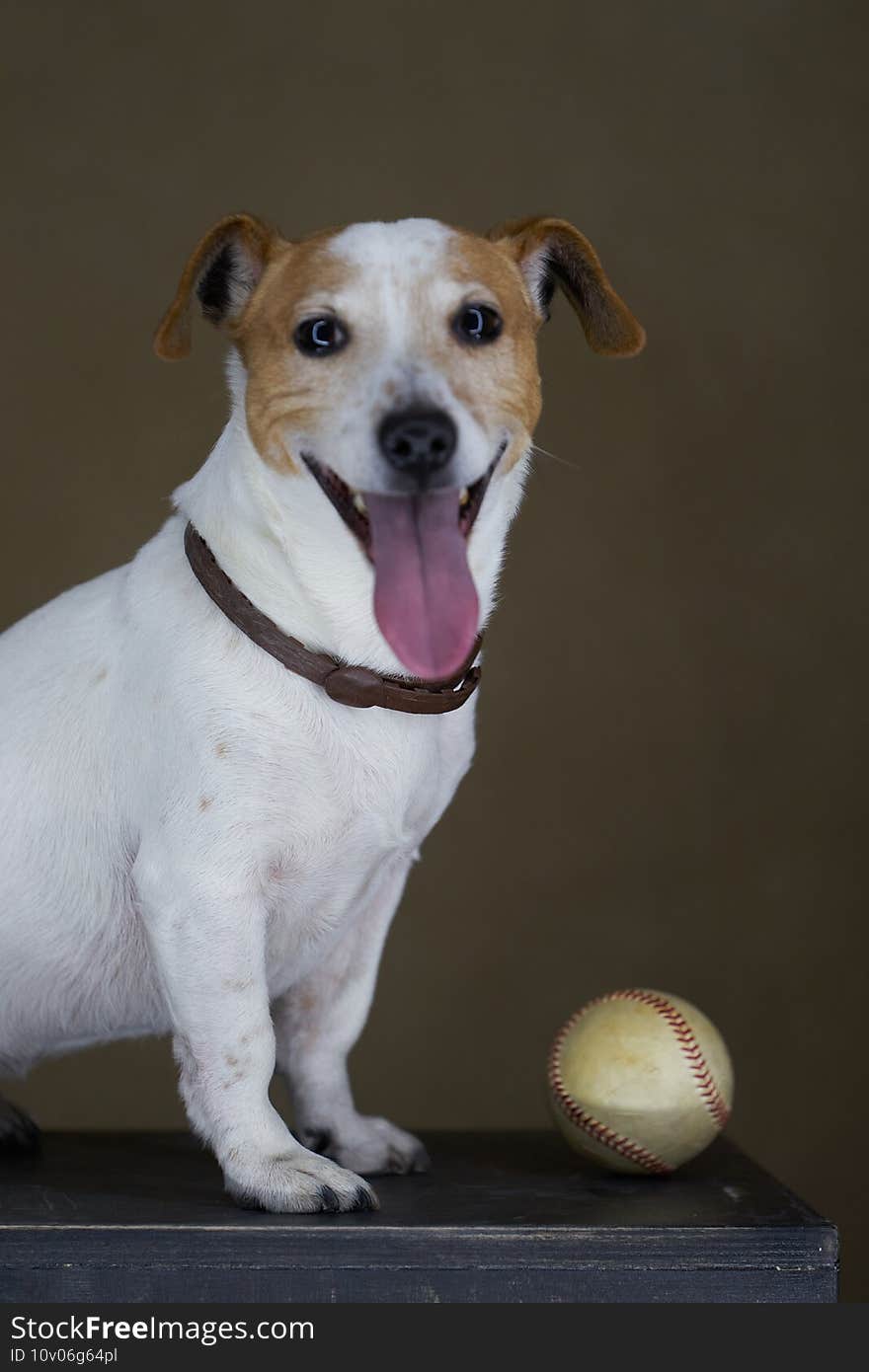 Jack Russell Terrier dog with baseball ball. Portrait of Jack Russell Terrier