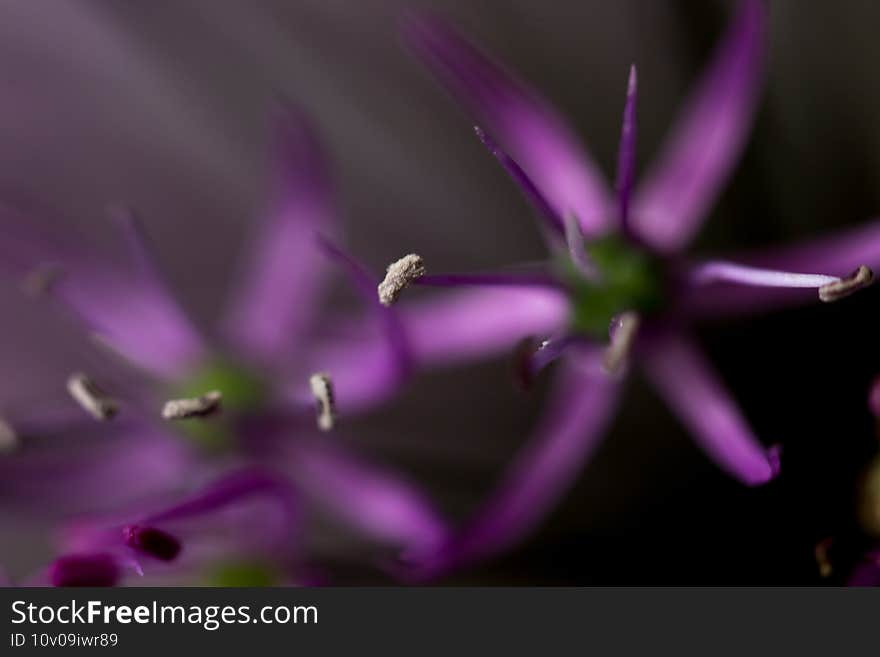 Flower allium macro shot. Botanical concept - soft focus, abstract floral background. Flowers blurred texture. Flower allium macro shot. Botanical concept - soft focus, abstract floral background. Flowers blurred texture