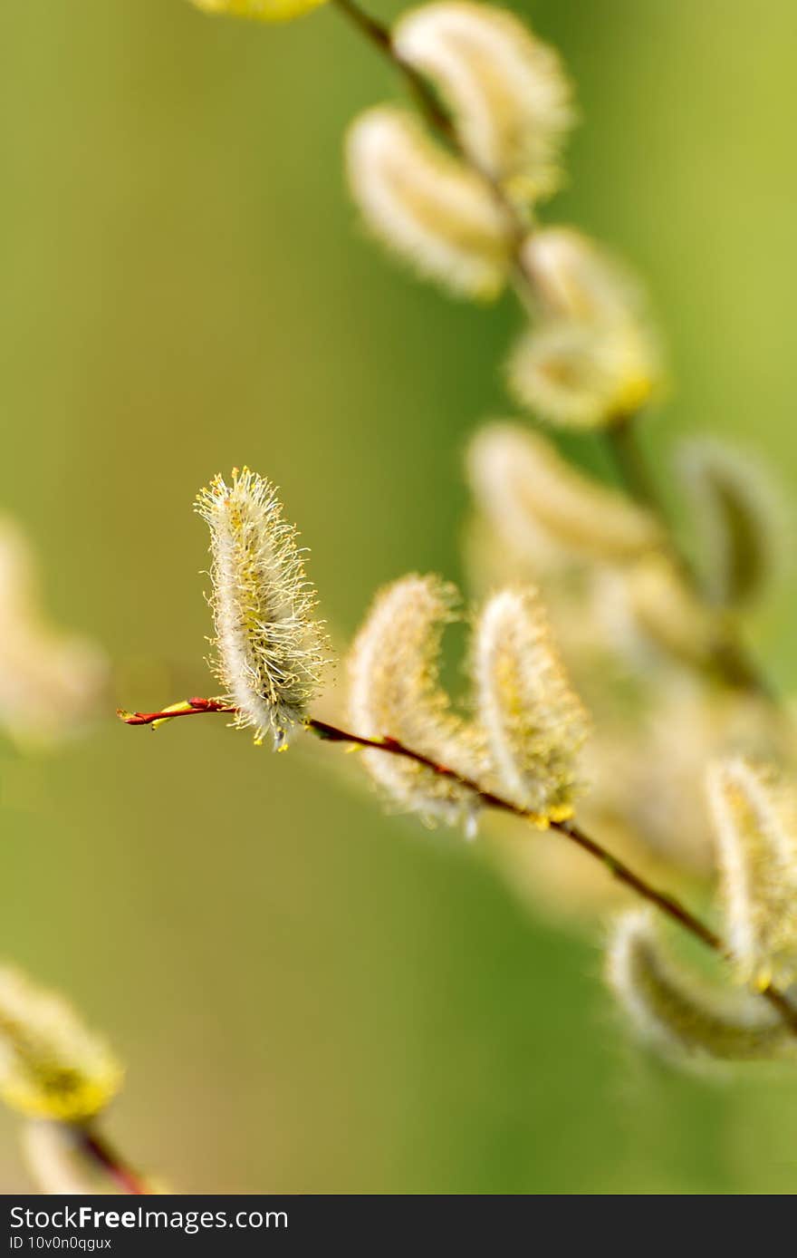 Early spring background. Pussy willow catkins close up selective focus spring seasonal background