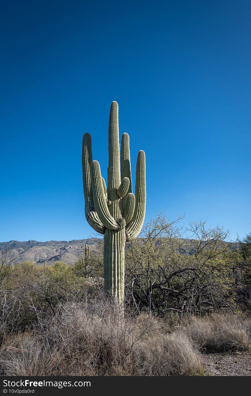 Saguaro Tree in the Desert