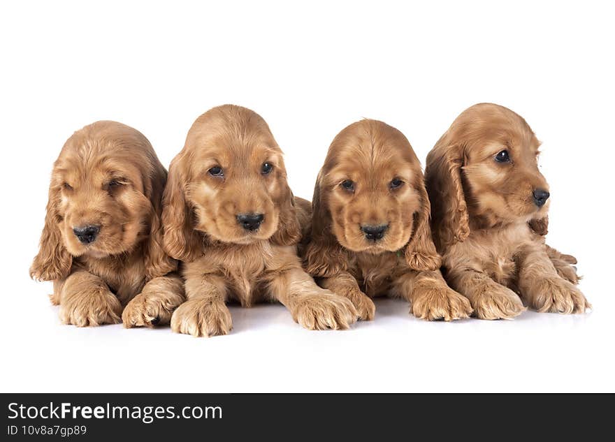 Puppies cocker spaniel