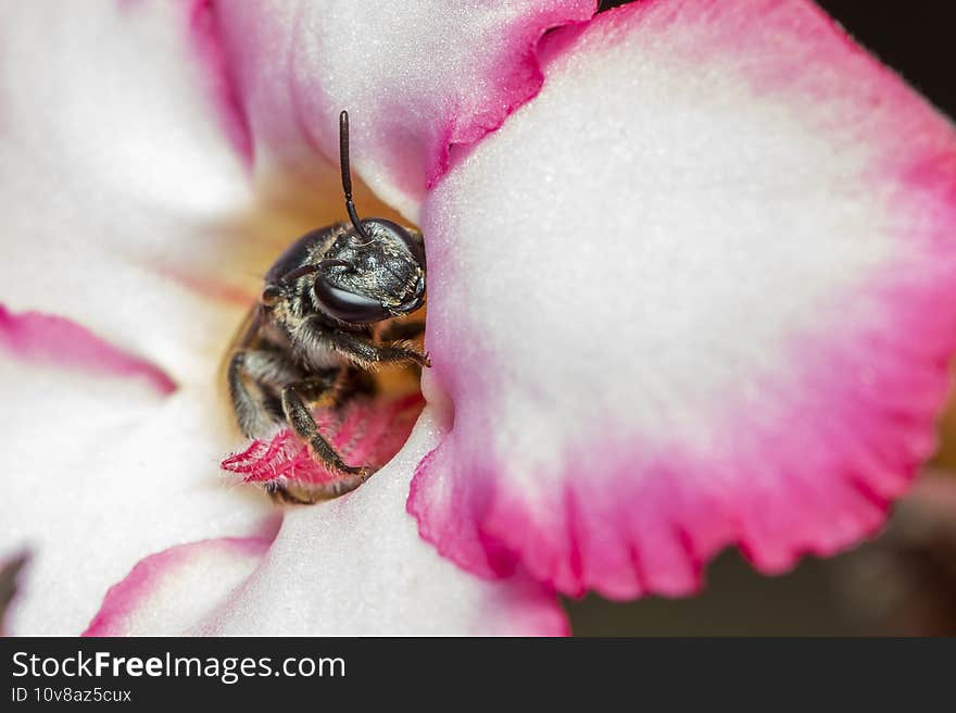 Image of black wasp on flower on nature background. Insect. Animal.