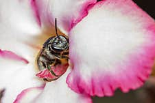 Image Of Black Wasp On Flower On Nature Background. Insect. Animal Stock Photo