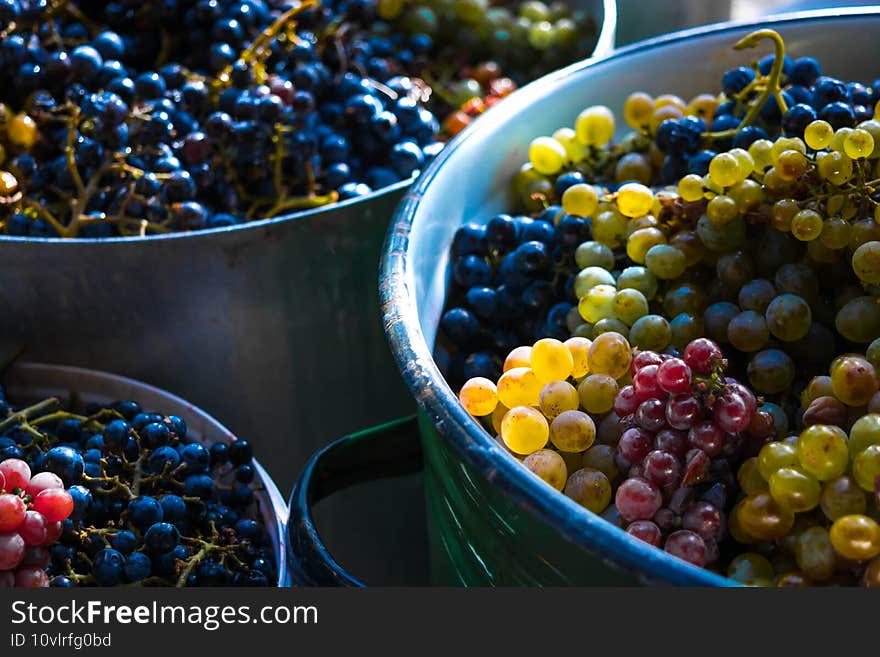 Harvesting grapes