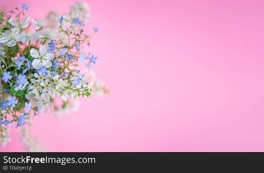 Floral spring background. White and blue flowers on a pastel pink background. Top view, copy space