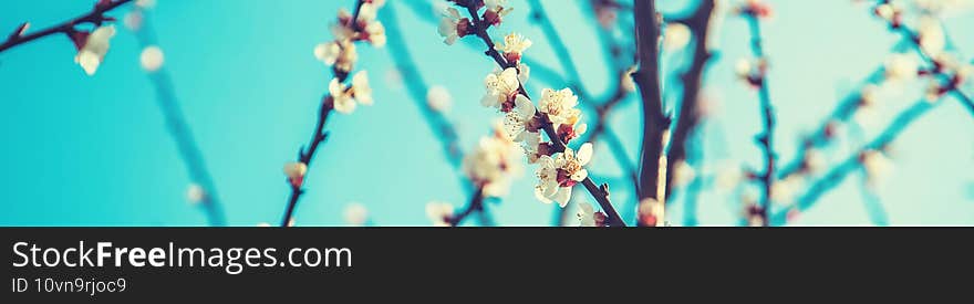 Blooming apricots tree in the garden. Selective focus.