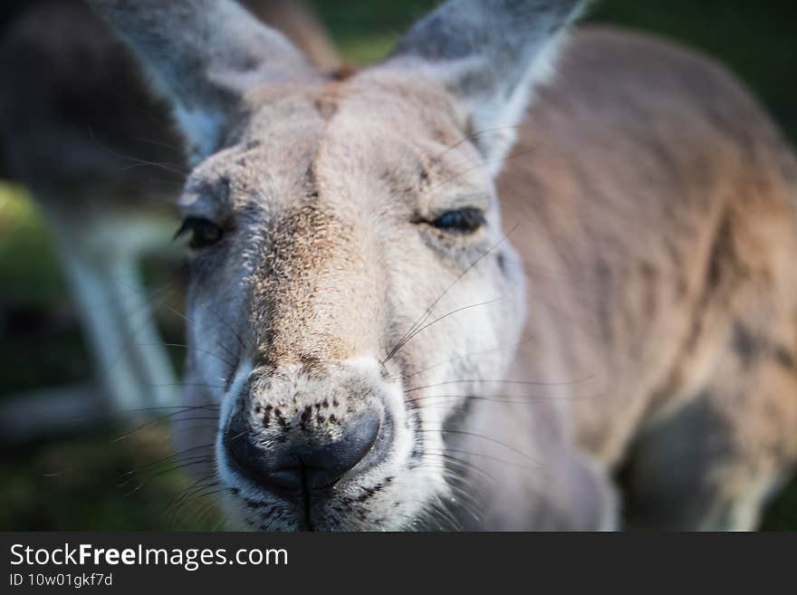 Close up of a grey Kangaroo looking straight