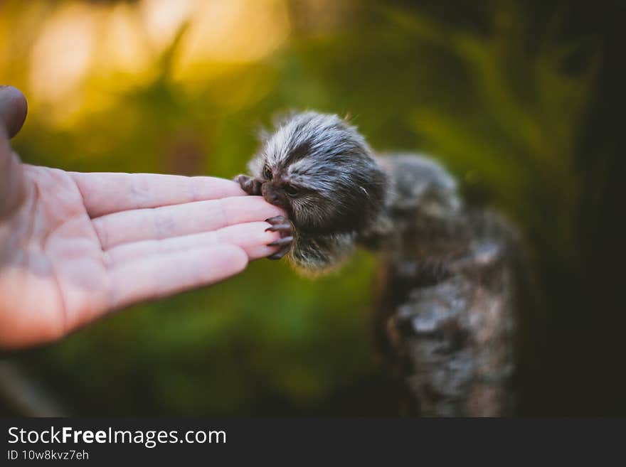 The common marmoset baby on the branch in summer garden with humsn hand