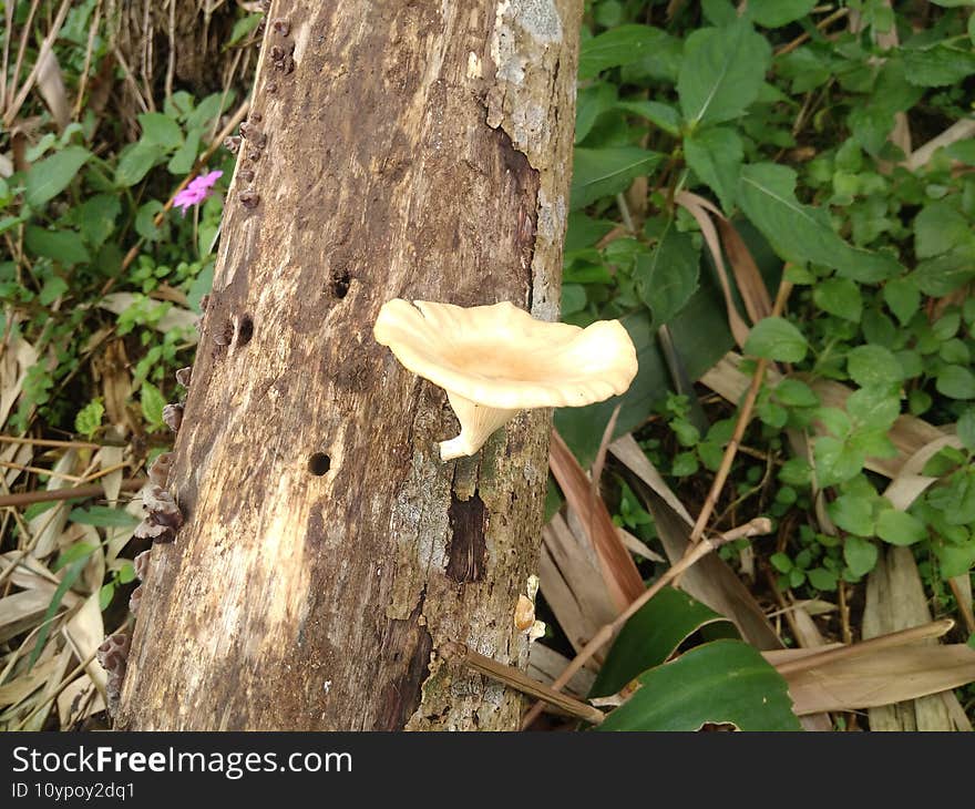 Mushroom On The Wood, Cianjur, Indonesia - 2021