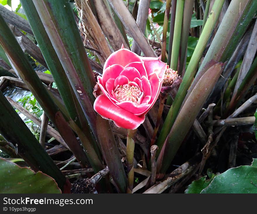 We Called It `Kecombrang` Flower, Cianjur, Indonesia - 2021. `Kecombrang` flower is very fragrant plant in the world, with beautiful color