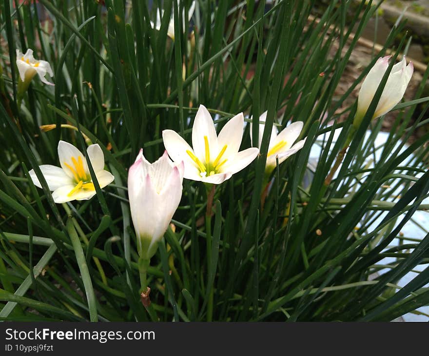 White Flower In the Park, Cianjur, Indonesia - 2021