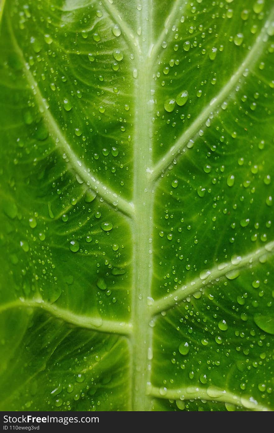 Taro Leaf with drop water