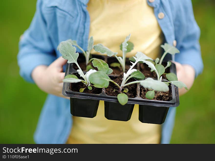 Little boy holding seedling in plastic pots in domestic garden or family farm or community kitchen garden at summer sunny day.