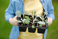 Little Boy Holding Seedling In Plastic Pots In Domestic Garden Or Family Farm Or Community Kitchen Garden At Summer Sunny Day. Royalty Free Stock Photography