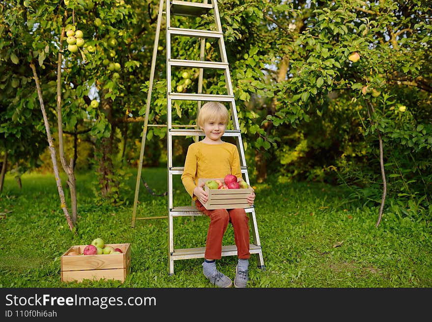 Little boy picking harvest of apples in orchard. Child holding wooden box with fresh fruit. Healthy homegrown food for kids. Harvesting. Local business