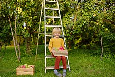 Little Boy Picking Harvest Of Apples In Orchard. Child Holding Wooden Box With Fresh Fruit. Healthy Homegrown Food For Kids Royalty Free Stock Photos