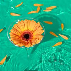 Cocktail Glass Cup With Orange Daisy Blossom In A Pool Royalty Free Stock Photos