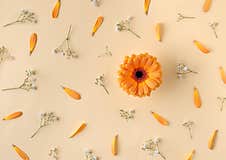 Floral Flatlay Pattern With Orange Gerbera Daisy Blossom Stock Photo