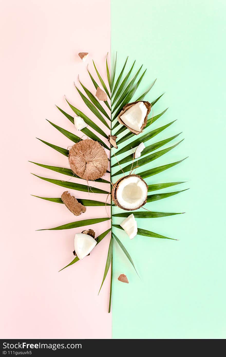 Tropical green palm leaf and cracked coconut on colorful background. Nature concept. flat lay, top view