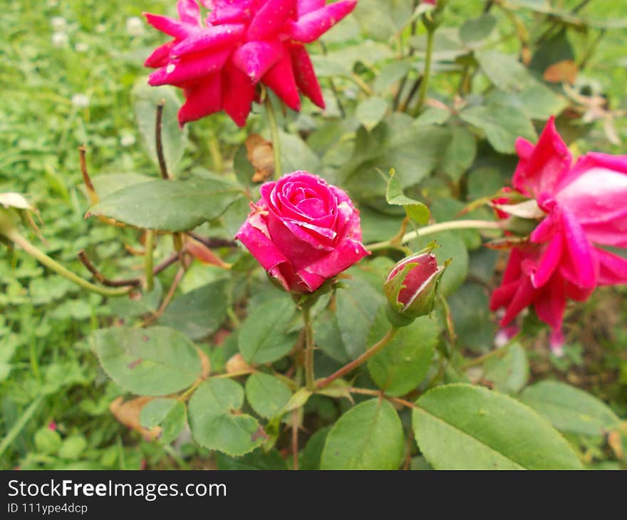 Bright Red Roses Shining In The Sun