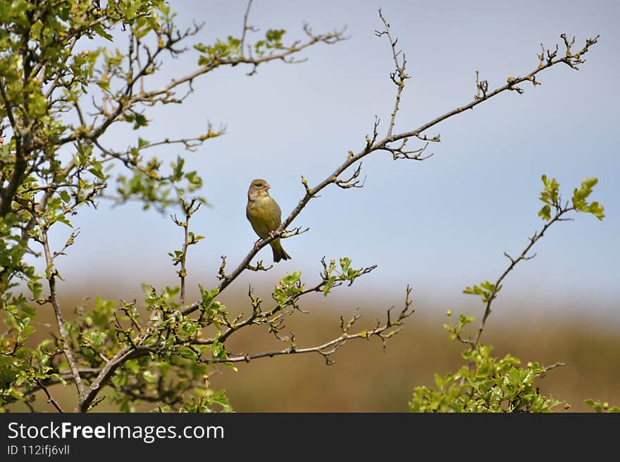 Greenfinch (Carduelis chloris) on the Gnitz peninsula on the Achterwasser on Usedom on the Baltic Sea