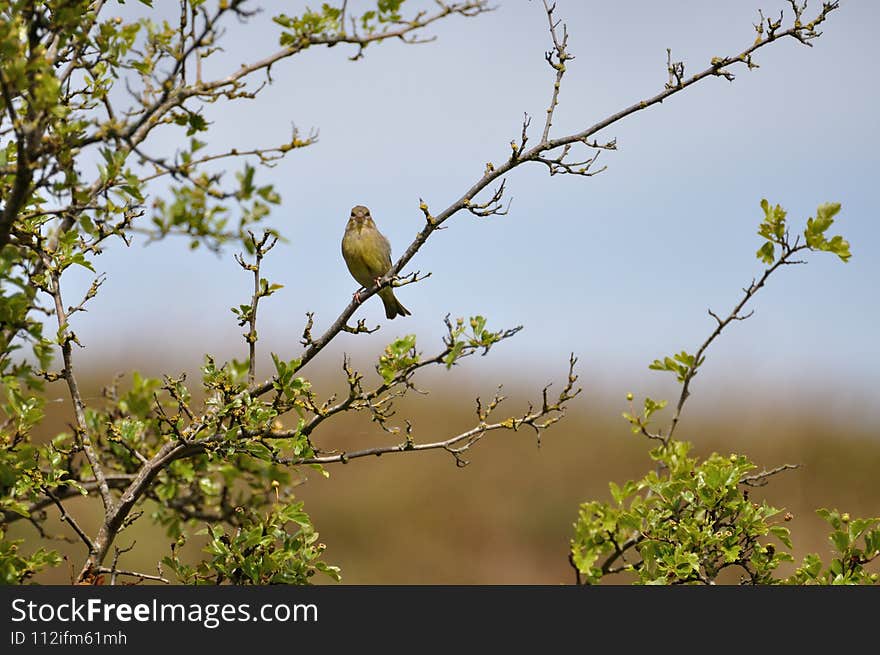 Greenfinch (Carduelis chloris) on the Gnitz peninsula on the Achterwasser on Usedom on the Baltic Sea