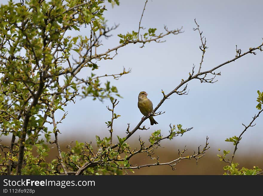 Greenfinch (Carduelis chloris) on the Gnitz peninsula on the Achterwasser on Usedom on the Baltic Sea