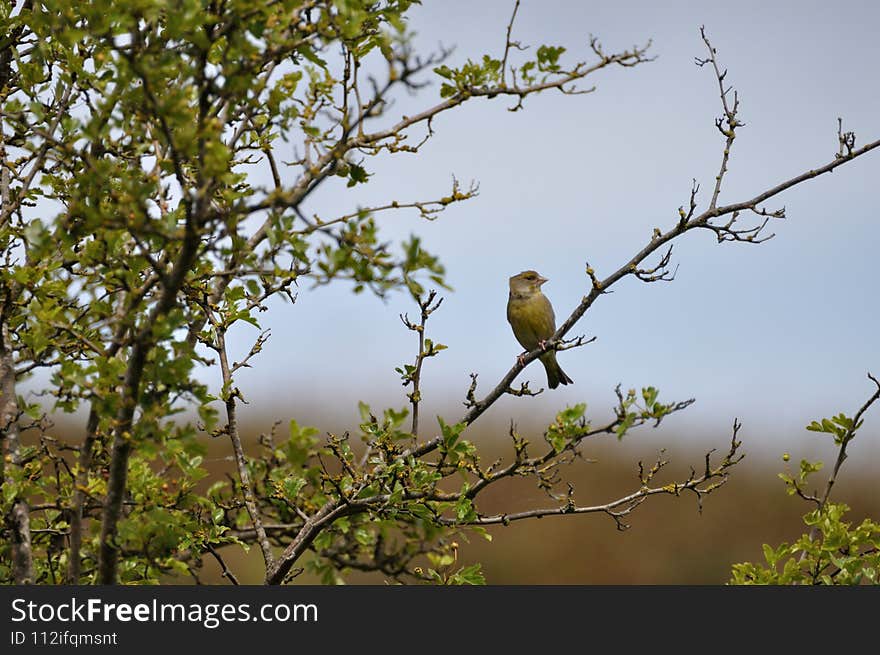 Greenfinch (Carduelis chloris) on the Gnitz peninsula on the Achterwasser on Usedom on the Baltic Sea